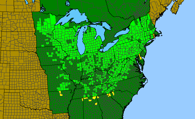 The range of Mitella diphylla